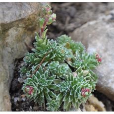 Saxifraga 'Goring white'