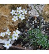 Saxifraga paniculata 'Portae'