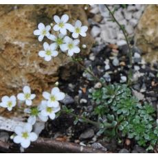 Saxifraga paniculata 'Portae'