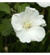 Hibiscus syriacus 'William R. Smith'