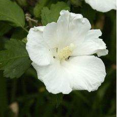 Hibiscus syriacus 'William R. Smith'