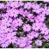 Phlox subulata 'Fort Hill'