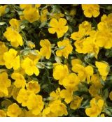 Helianthemum 'Sterntaler'