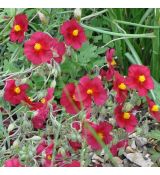Helianthemum 'Supreme'
