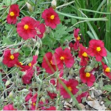 Helianthemum 'Supreme'
