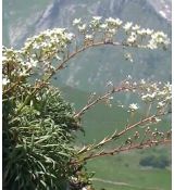 Saxifraga callosa
