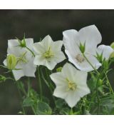 Campanula carpatica  'Pearl White'