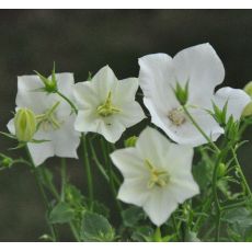 Campanula carpatica  'Pearl White'