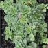 Saxifraga cuneifolia