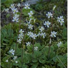 Saxifraga cuneifolia