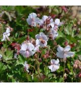 Geranium cantabriense 'Biokovo'