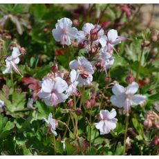 Geranium cantabriense 'Biokovo'