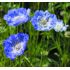 Scabiosa caucasica 'Perfecta'