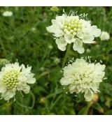 Scabiosa ochroleuca 'Moon Dance'