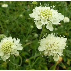 Scabiosa ochroleuca 'Moon Dance'