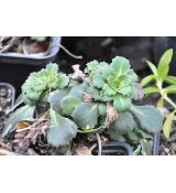 Saxifraga umbrosa (x urbium) 'Variegata'