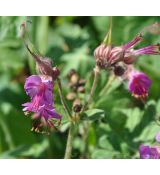 Geranium macrorrhizum 'Czakor'