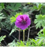 Geranium sanguineum 'Tiny Monster'