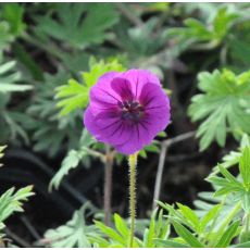 Geranium sanguineum 'Tiny Monster'