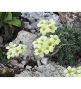Saxifraga 'Karlštejn'