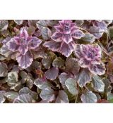 Ajuga reptans 'Burgundy Glow'