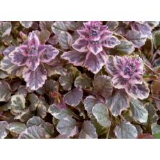 Ajuga reptans 'Burgundy Glow'