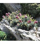 Saxifraga 'Feuerkopf'