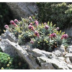 Saxifraga 'Feuerkopf'