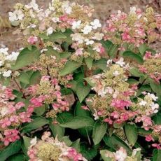 Hydrangea paniculata 'Dharuma' copy