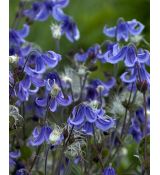 Clematis integrifolia 'Blue Ribbons'