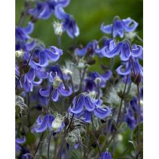 Clematis integrifolia 'Blue Ribbons'