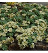 Rhodiola pachyclados