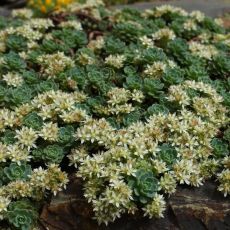 Rhodiola pachyclados