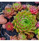 Sempervivum wulfenii