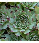 Sempervivum calcareum