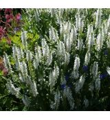 Salvia nemorosa 'Schneehugel'