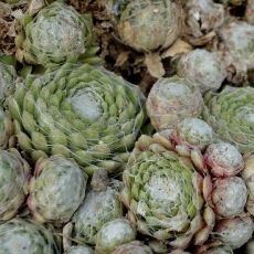 Sempervivum arachnoideum subsp tomentosum