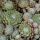 Sempervivum arachnoideum subsp tomentosum