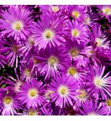 Delosperma lavisiae