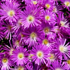 Delosperma lavisiae