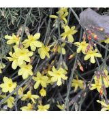 Jasminum nudiflorum