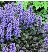 Ajuga reptans 'Braunherz'