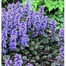 Ajuga reptans 'Braunherz'