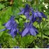 Aquilegia alpina 'Navy blue' 1l