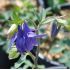 Aquilegia alpina 'Navy blue' 1l