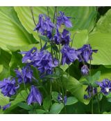 Aquilegia alpina 'Navy blue' 1l