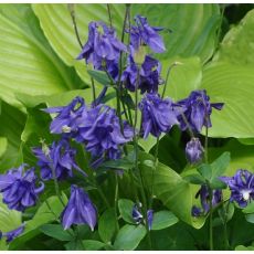 Aquilegia alpina 'Navy blue' 1l