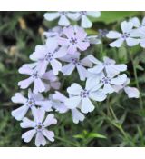 Phlox 'Benita'