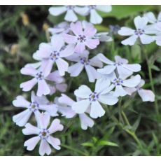 Phlox 'Benita'