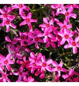 Phlox 'Scarlet Flame'